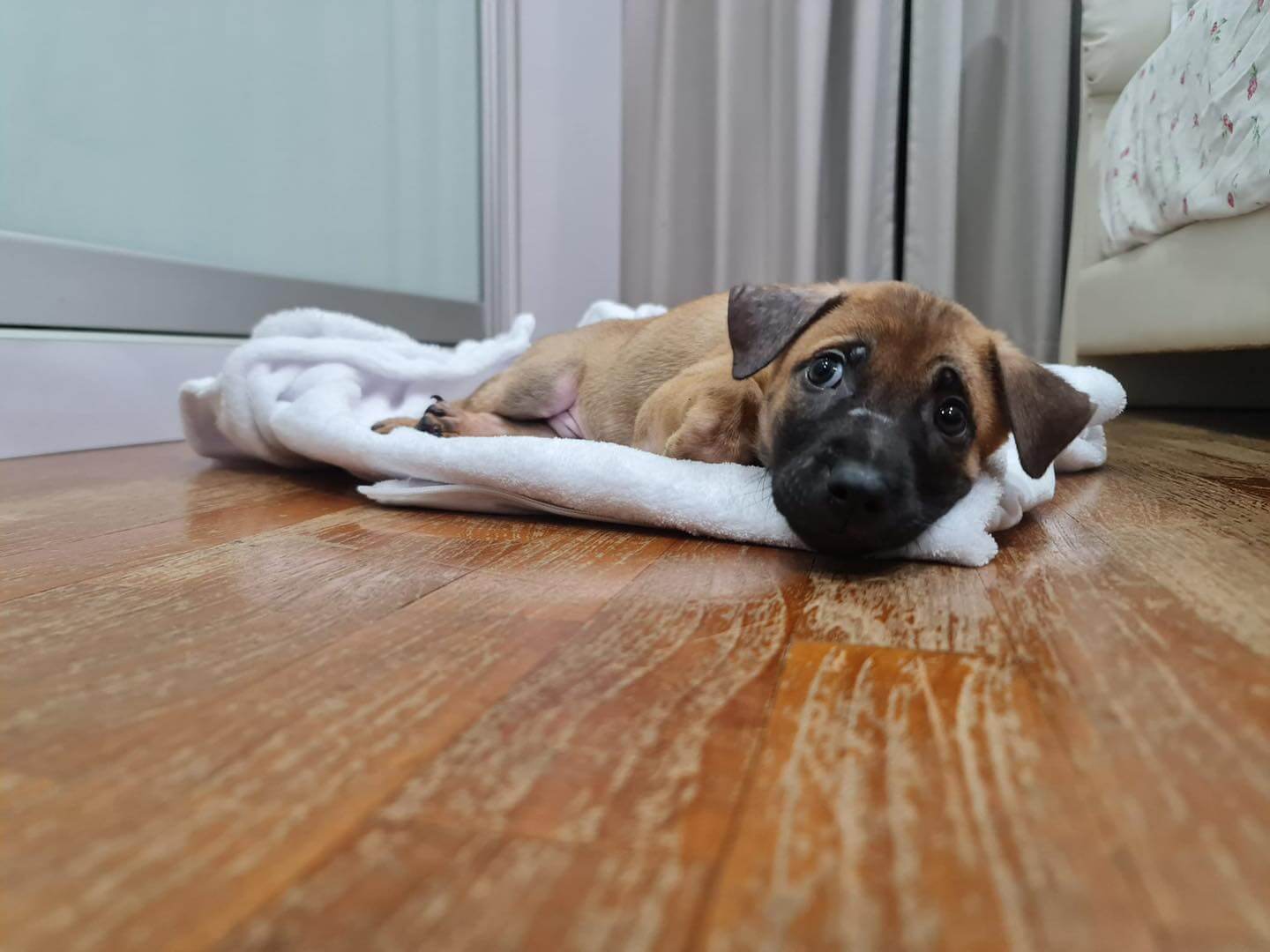 Only puppy not adopted from Bishan adoption event in need of home