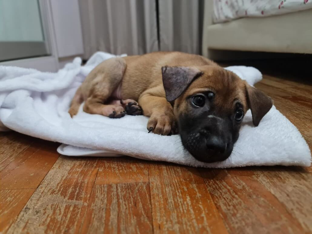 charlie-pup2-1030x773-1