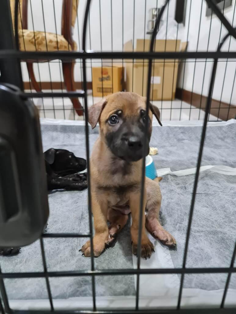 charlie-pup3-773x1030-1