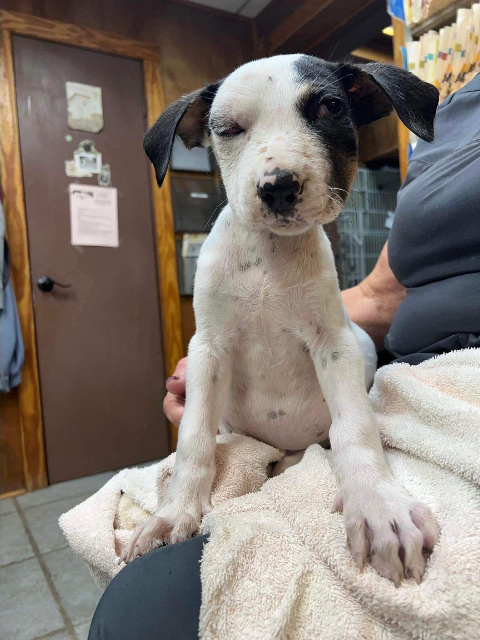 Three-month-old puppy with multiple skull fractures found hiding under home still wagging his tail