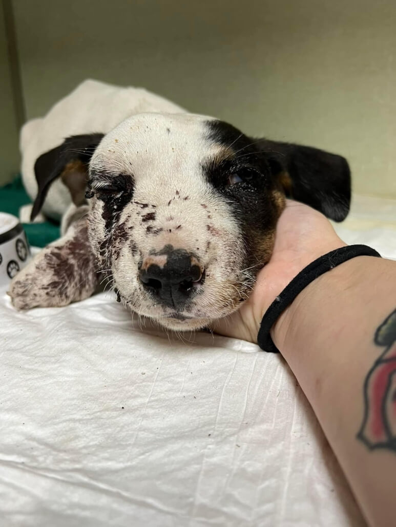 charlie-puppy2-773x1030-1