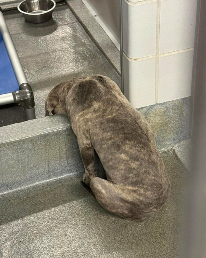 ‘Sweetheart’ dog lost and confused in Texas shelter doomed to die in 24 hours because of overcrowding