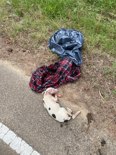 Tiny dog wrapped in towel and left in plastic bag on edge of road