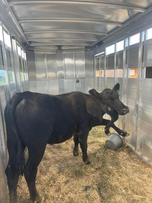 Incredible cow with rare disorder of extra limbs undergoes surgery so she can join herd
