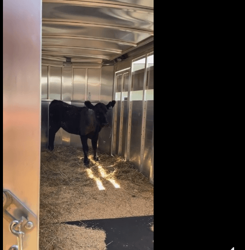 charlotte-cow-home