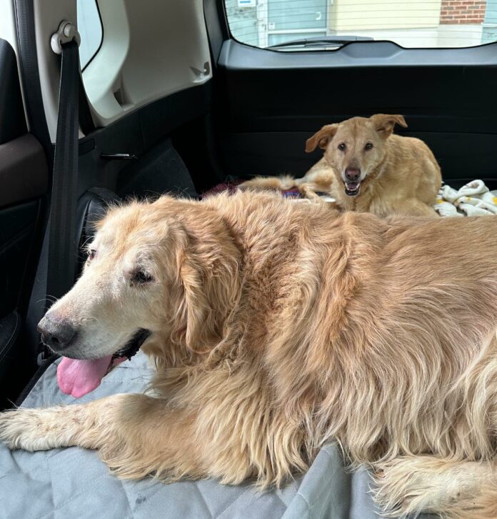 Heartbreaking: Senior dogs found cuddled with their deceased owner waiting for her to wake up