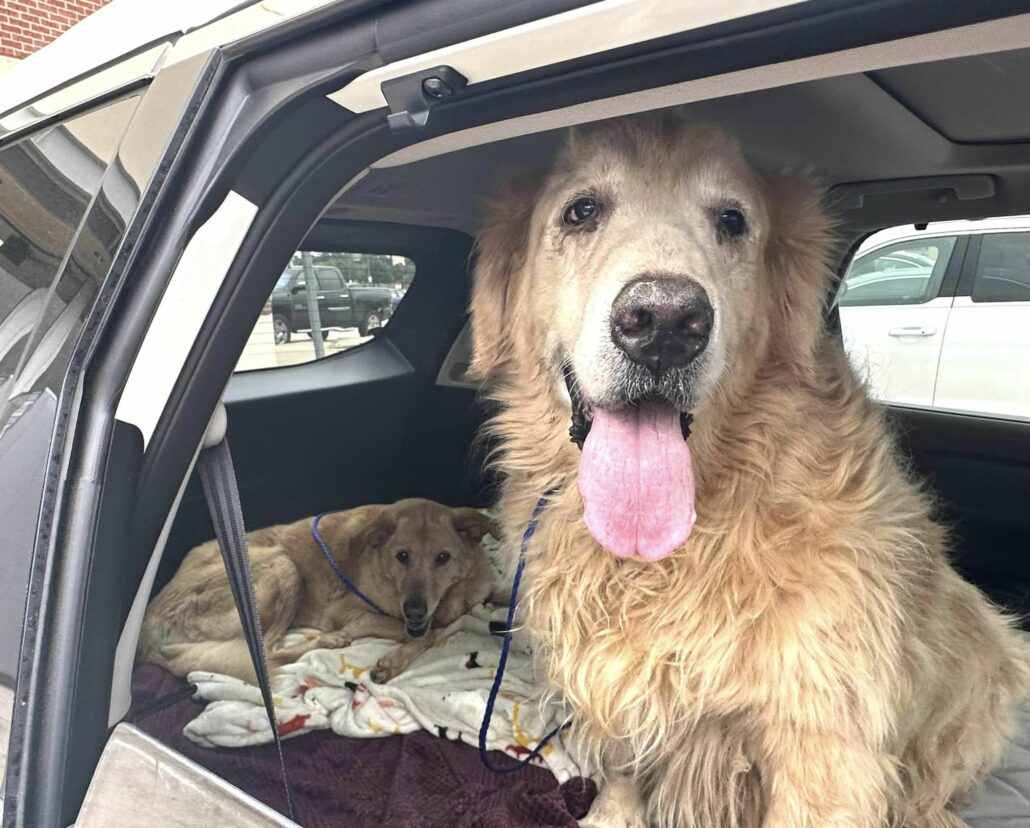 chase-and-rosie-4-1030x828-1