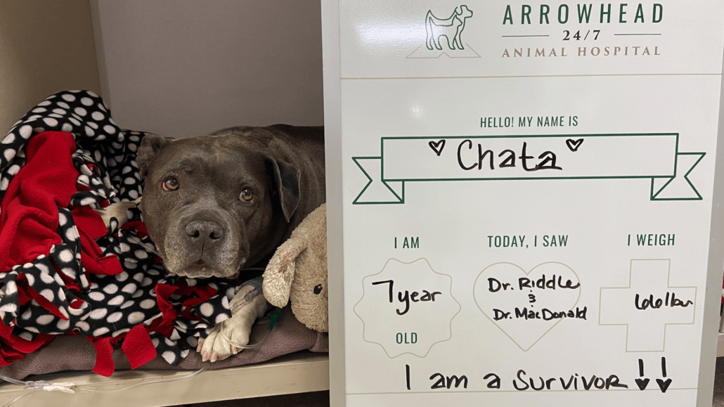 chata-the-dog-1030x579-1
