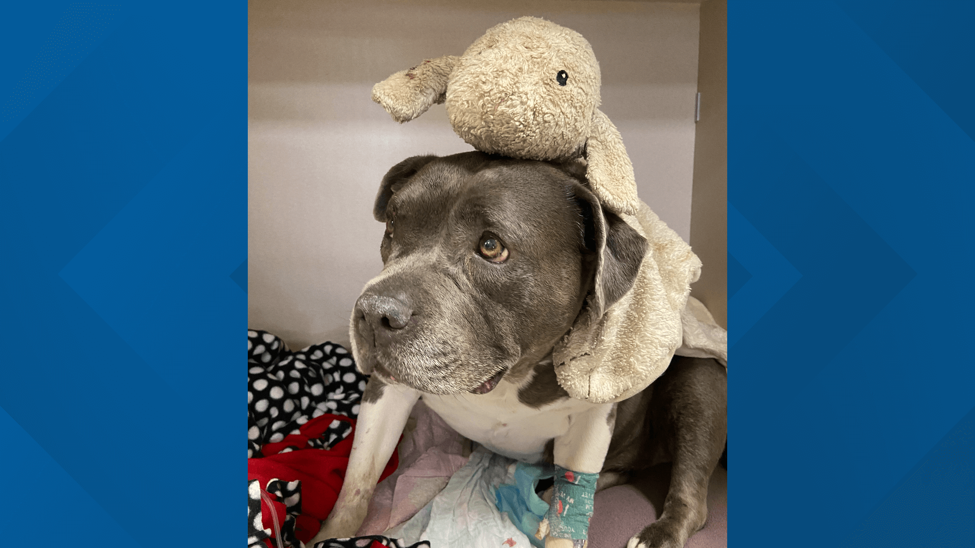 Dog is sole survivor of Colorado plane crash