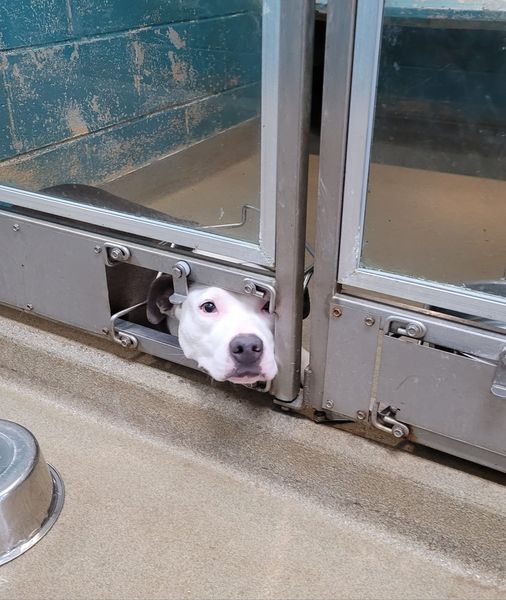 Shelter pup is tired of watching all the other dogs find homes