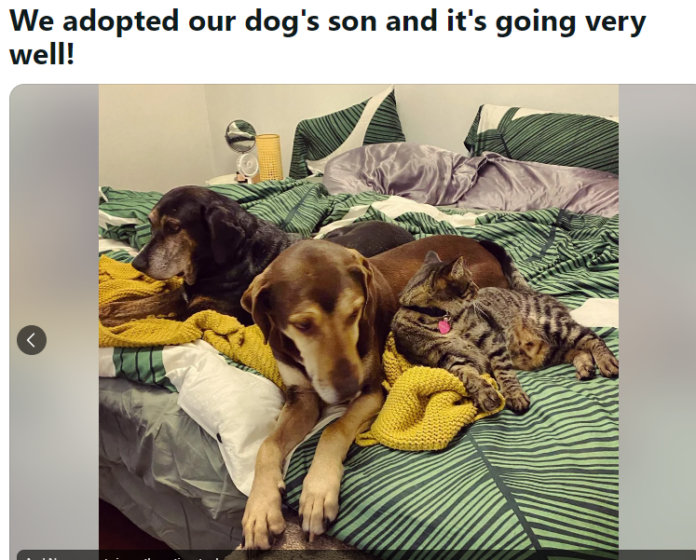 Woman adopts her dog’s son from shelter and now they are both living their best lives