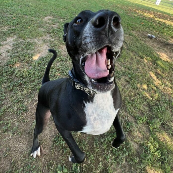 ‘Cheeks’ adopted after spending 625 days at Tennessee shelter