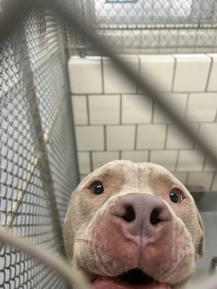 Dog’s family kicked him out calling him a stray and now as longest resident at shelter will lose his life