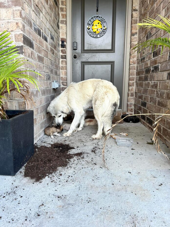 UPDATE: Bittersweet rescue for mother dog and puppies found on Texas homeowner’s doorstep