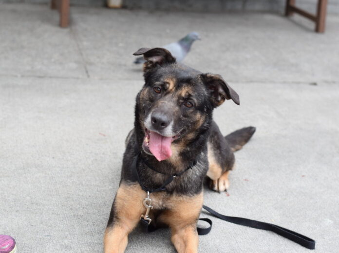 ‘Cheeto’ urgently needs a home by February 1 or NYC shelter will end her life