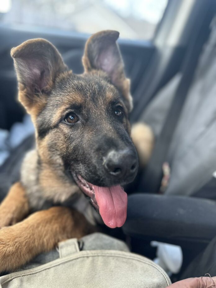 German shepherd puppy dumped because of disability gets new foot and new family