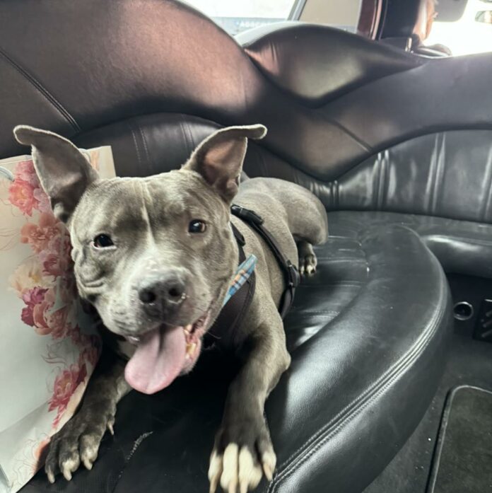 Chester finds his forever family after 600 days: From tied up and starving to limo drive home