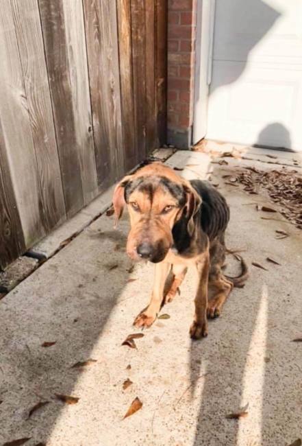 Someone exceptionally cruel tied up dog’s muzzle and left him to suffer