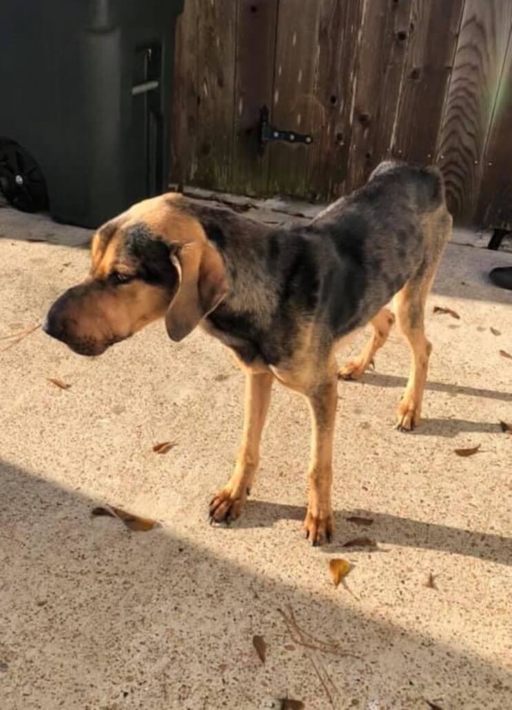 chester-thisish2-743x1030-1