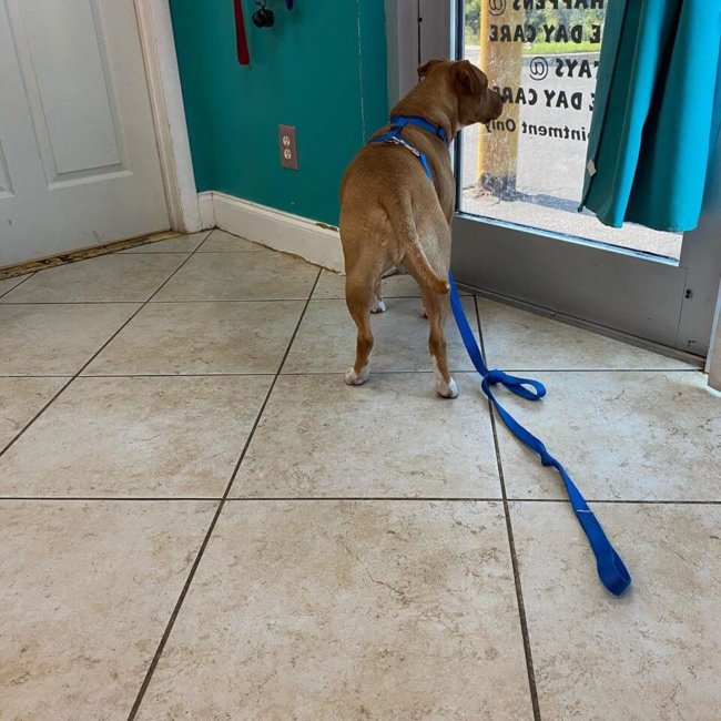 Surrendered dog just looks out the door waiting for his family to return