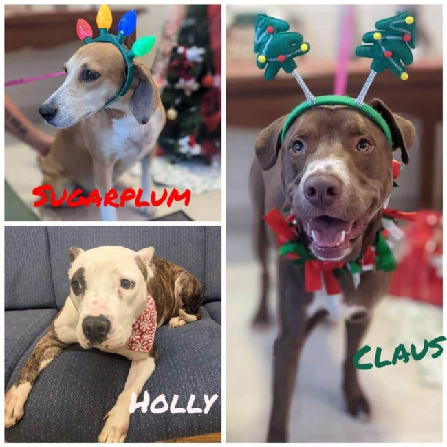 Chesterfield police officer offering to pay adoption fees for last 3 dogs at shelter