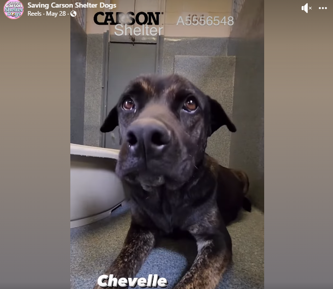 Heartbreaking: Dog on euth’ list just gave birth to 10 puppies and needs help now