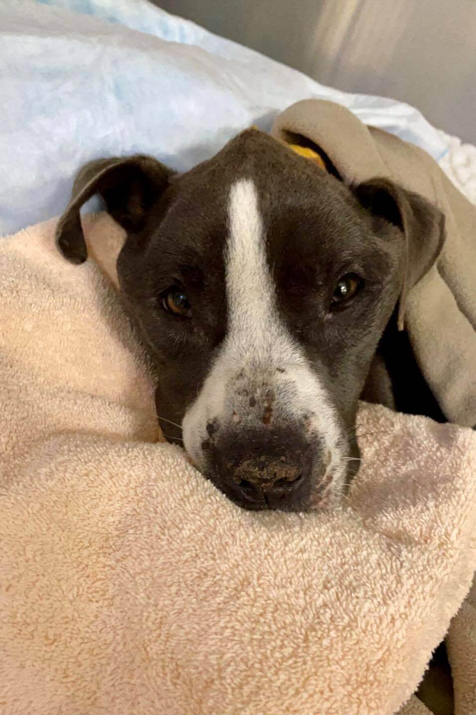 Update on ‘Chevelle’ after rescuers freed him from his heavy chain and starvation