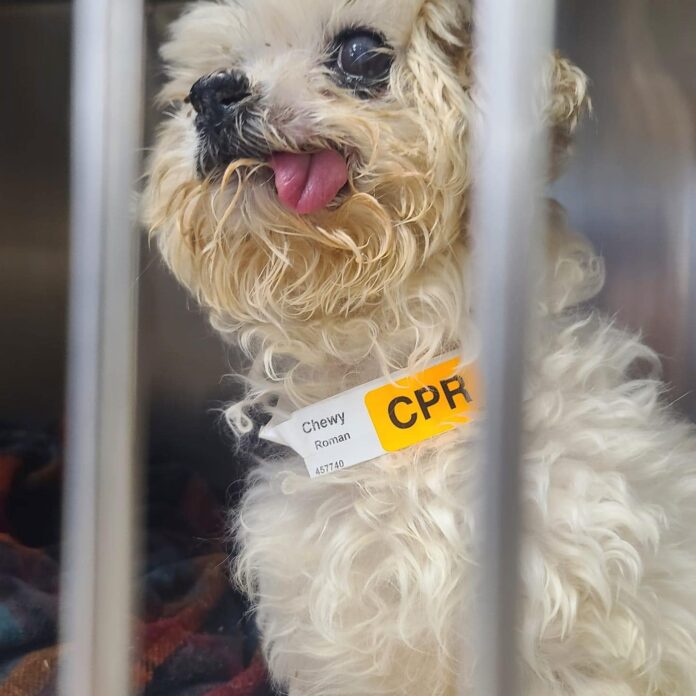 Heartbreaking: Pup who has known nothing but pain and neglect rescued moments before being euthanized