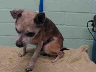 Carson shelter senior: ‘Adopt me, love me, be my rescuer’