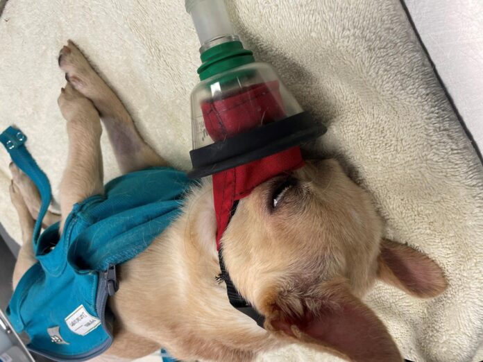 So heartbreaking: 2 year old Chihuahua abandoned in front of shelter wearing pain patch and crying