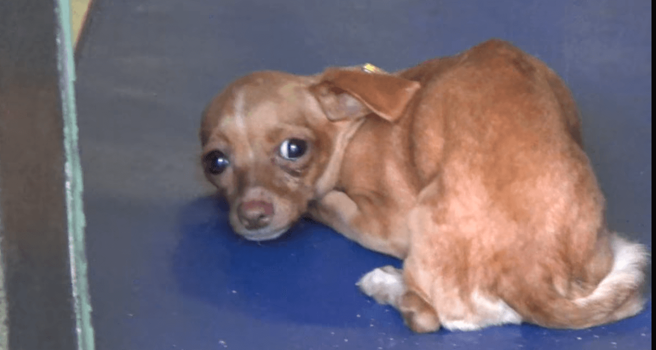 Terrified puppy picked up by animal control and no one knows where she belongs