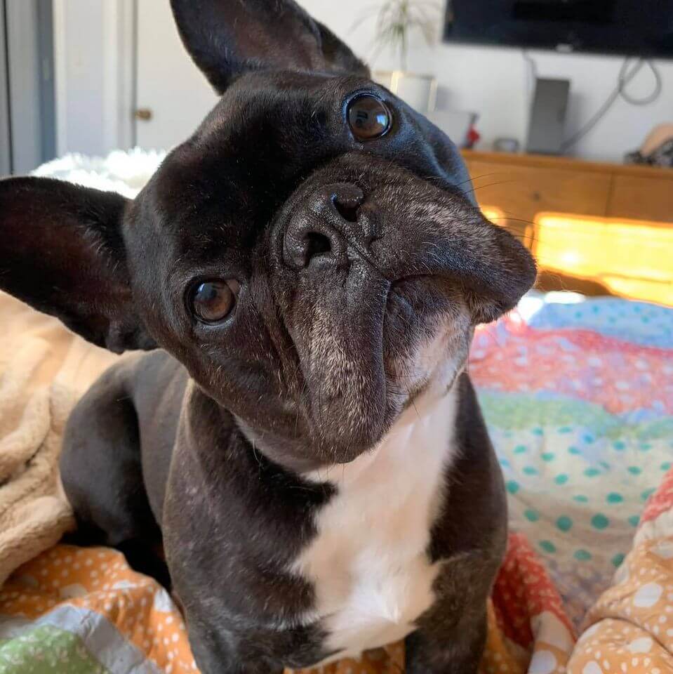 Chicago French bulldog rescue 1