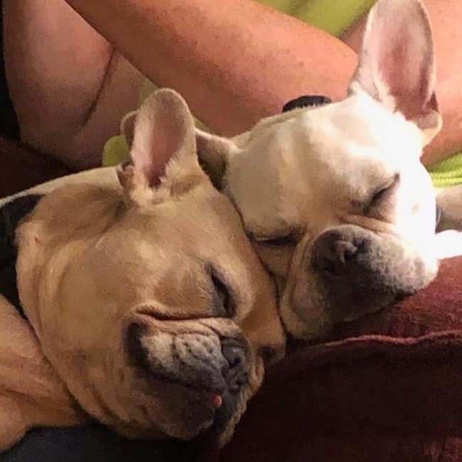 Chicago French bulldog rescue 2