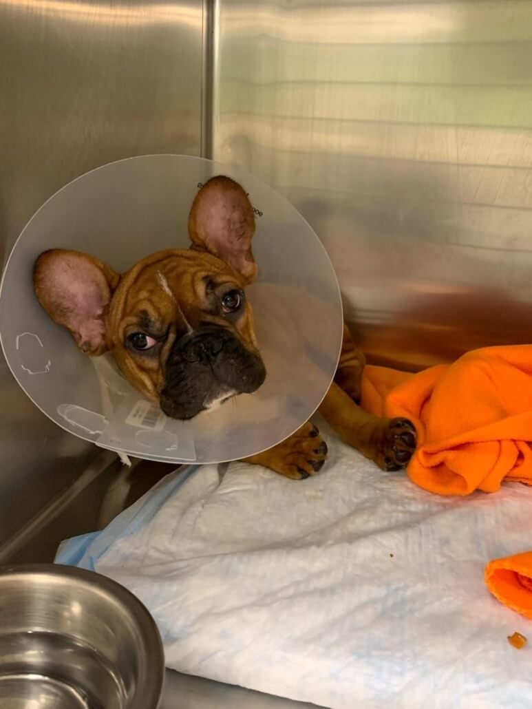 chicago-french-bulldog-rescue-2-773x1030-1