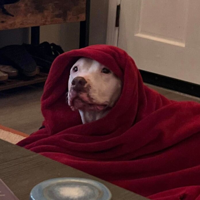 ‘Kissing’ senior dog at shelter for 650 days seeks second chance at happiness after being returned