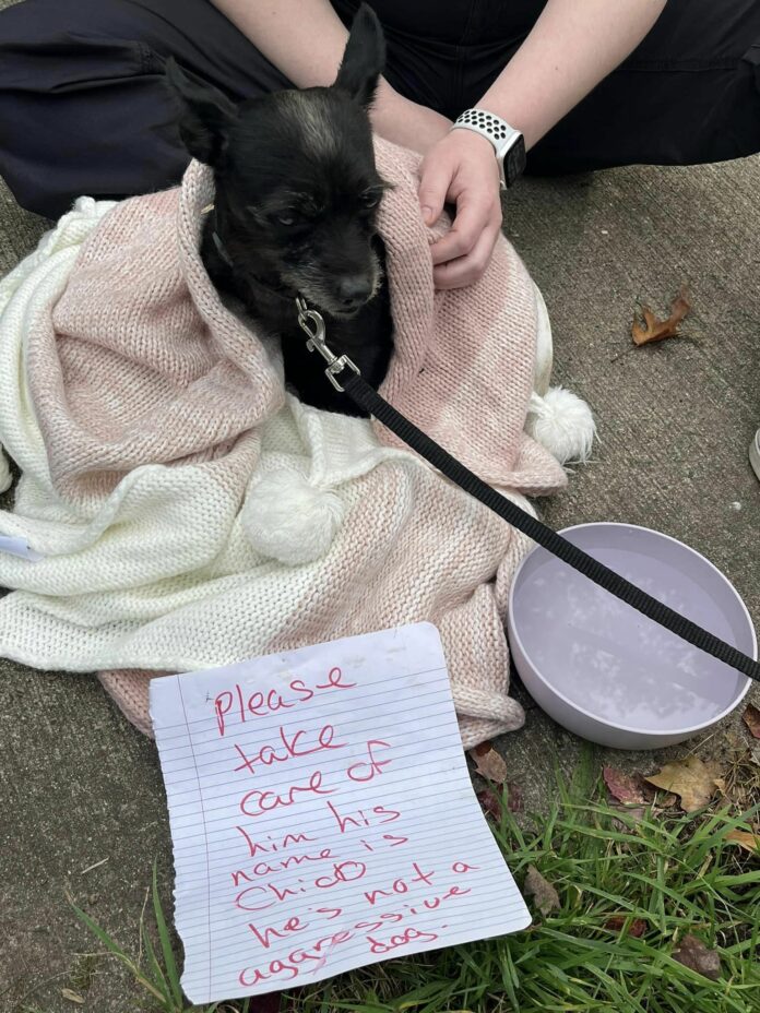 Abandoned pup found tied to a pole with heartbreaking note ‘he’s not aggressive’