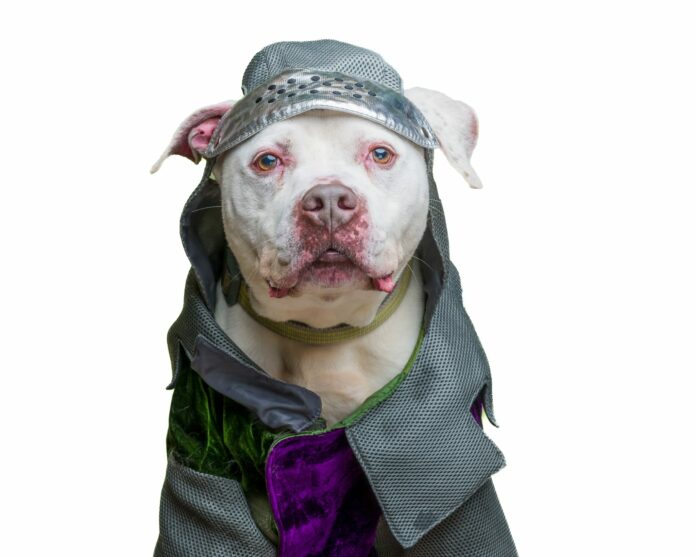 Golden oldie steals hearts at New Jersey Shelter: ‘Most Loving Senior Dog’ adopted after 740 days