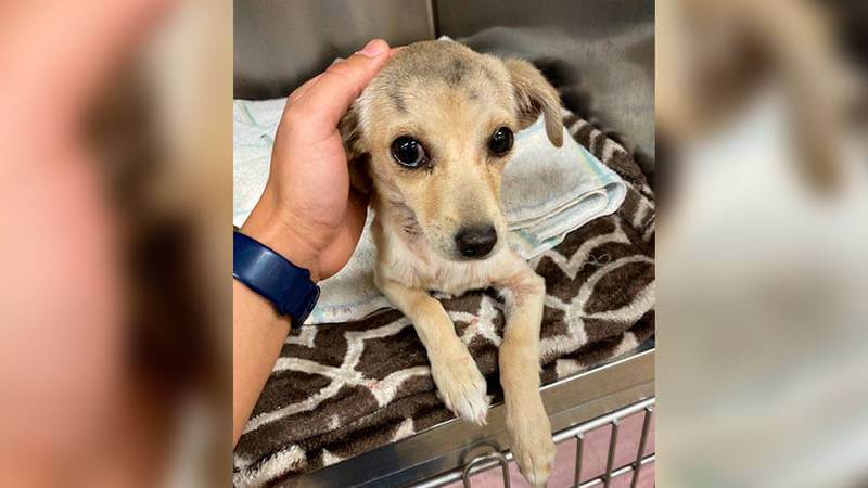 Chihuahua with arrow through her neck expected to recover after successful surgery