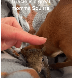 chihuahua-squirrel