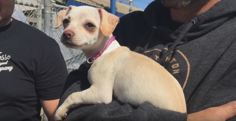 Chihuahua's hero 2