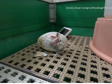Heartwarming moment as Alaska flight attendant helped save 6 endangered Chilean flamingo eggs