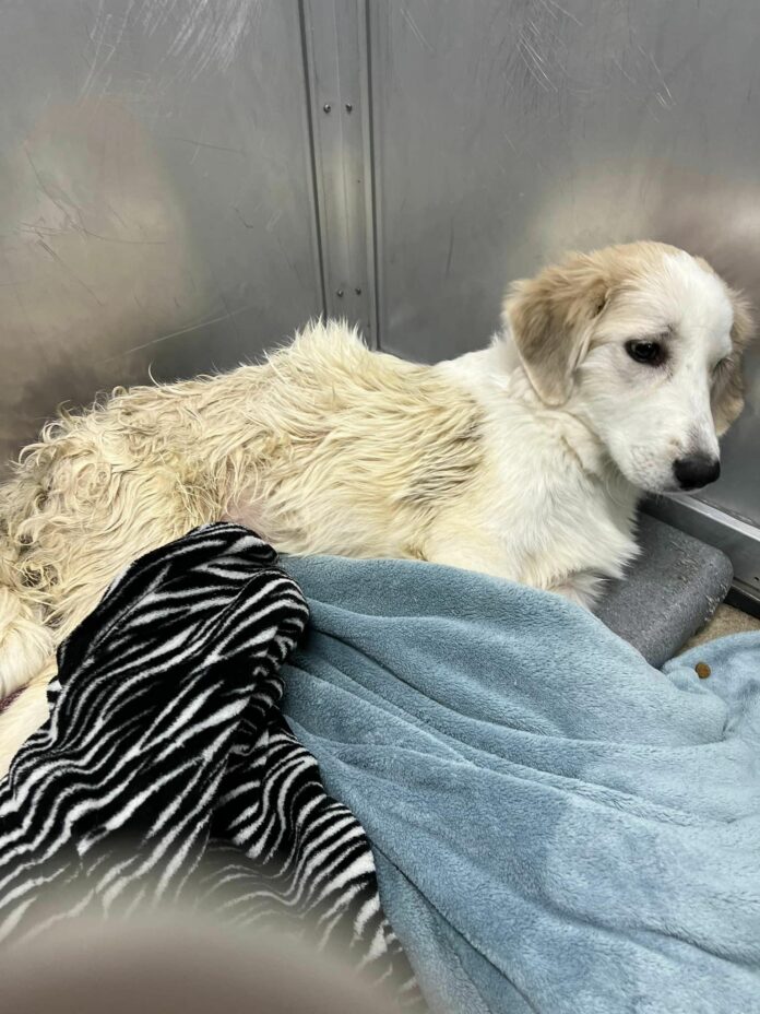Emergency help needed for 6 month old Pyrenees puppy hit by car and surrendered to shelter by owner