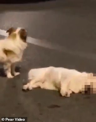 Faithful pup guarded his best friend for hours after it had been hit by a car