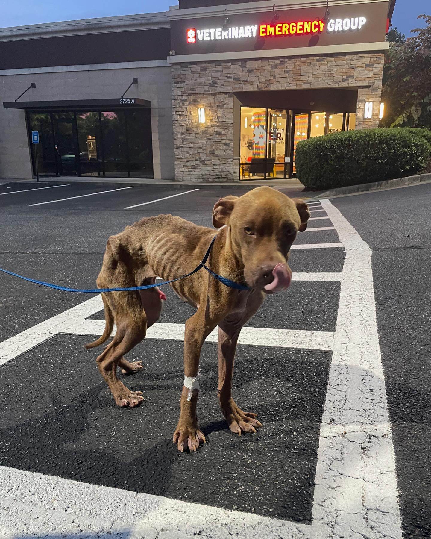 Starving dog severely neglected and barely able to stand fighting for his life with love