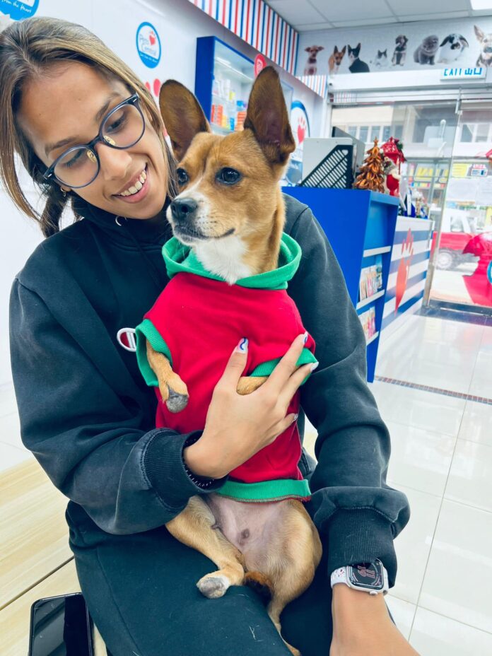 Young mother dog found with no paw pads or claws on her little legs will be getting boots for Christmas