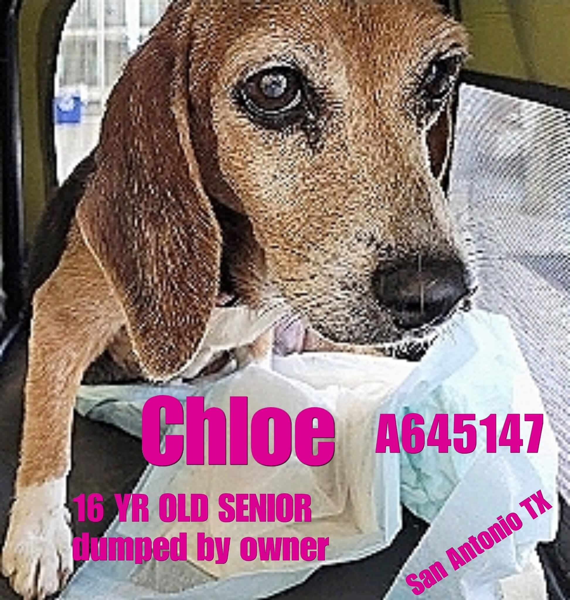 When she needs her owner the most at age 16 Chloe dumped at Texas kill shelter