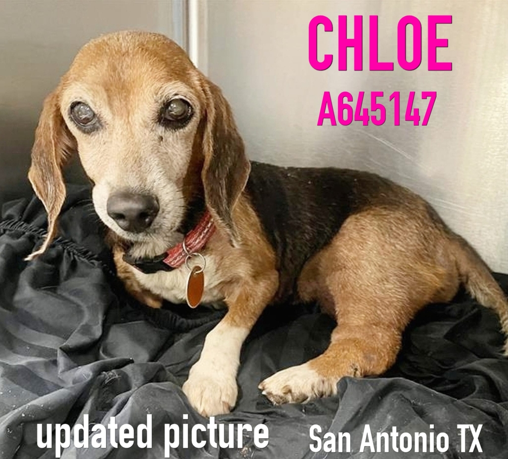 chloe-texas1-1030x932-1