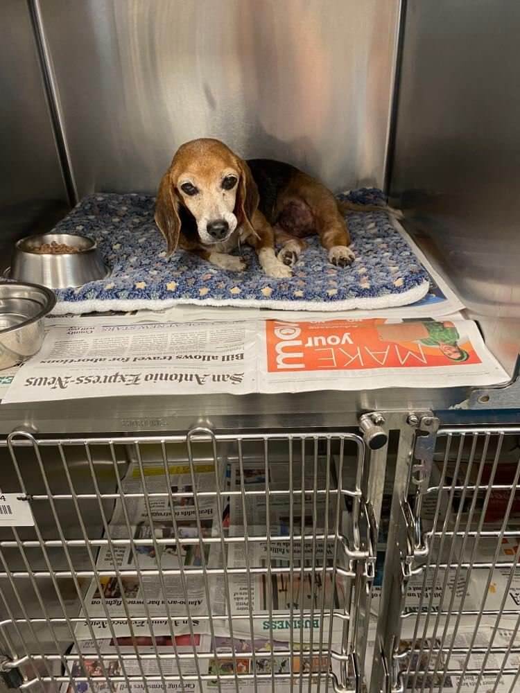 chloe-update