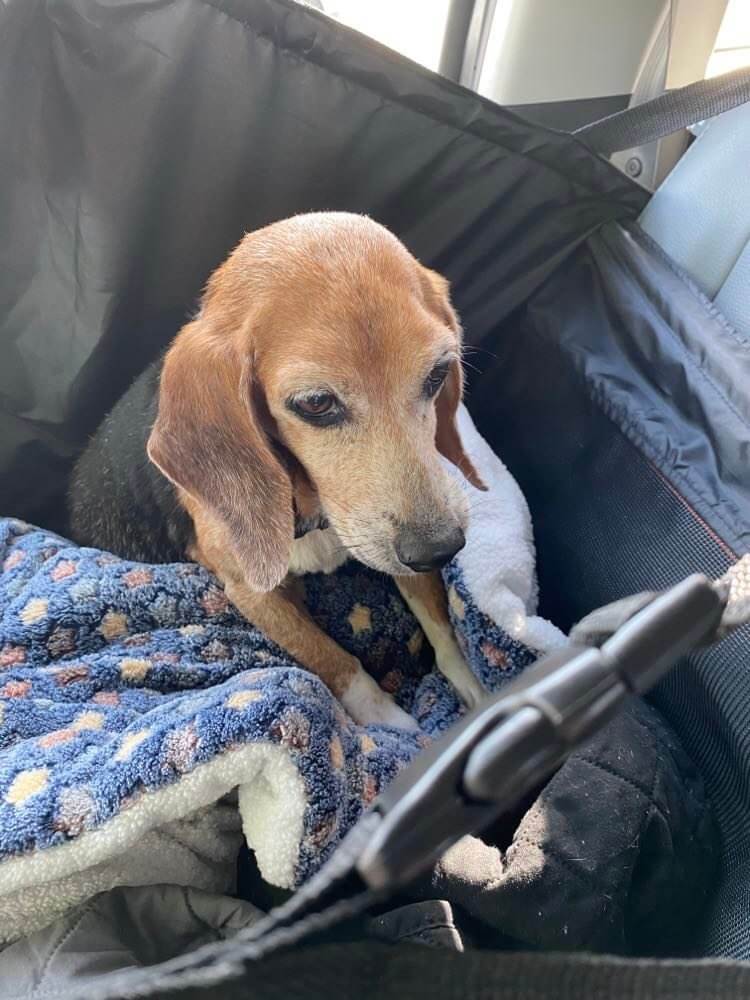 UPDATE: 16 year old Chloe dumped at Texas shelter when she needed her family the most