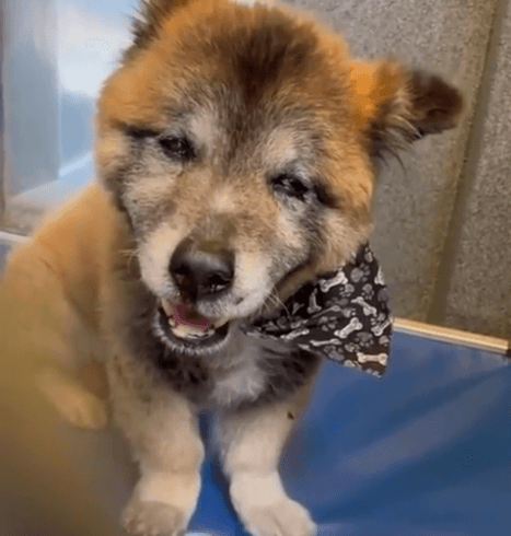 Sweet old timer surrendered to shelter at 16 years old because his family could not afford him